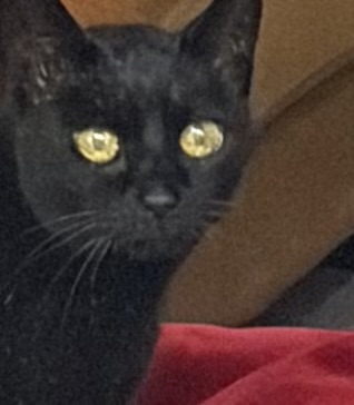 Hera, the cat